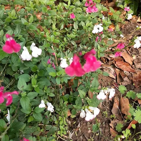 Esdoorn In Putten, Gezellig En Luxe Gerenoveerd Apartamento *