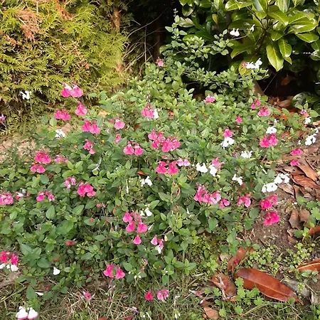 Apartamento Esdoorn In Putten, Gezellig En Luxe Gerenoveerd