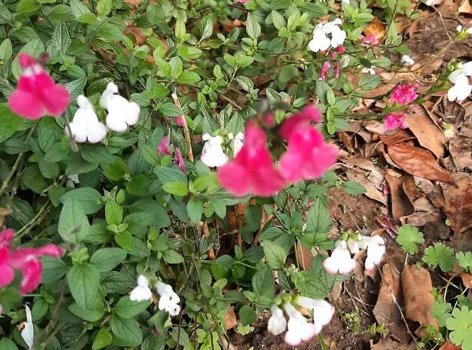 Esdoorn In Putten, Gezellig En Luxe Gerenoveerd Apartment *