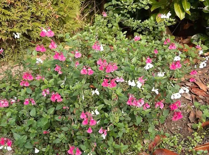 아파트 Esdoorn In Putten, Gezellig En Luxe Gerenoveerd